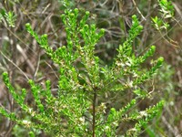 Baccharis incisa