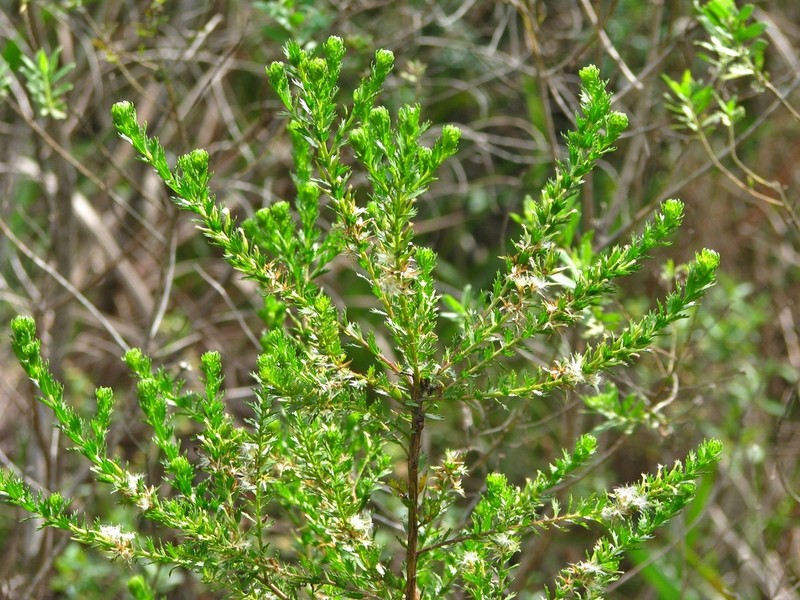 Baccharis incisa
