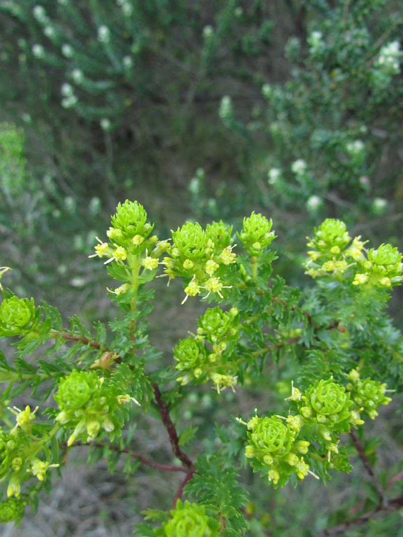 Baccharis incisa photo 3