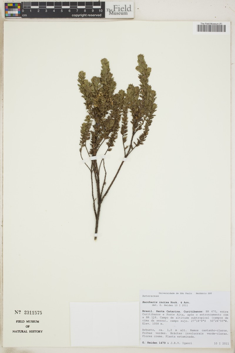 Baccharis incisa photo 5