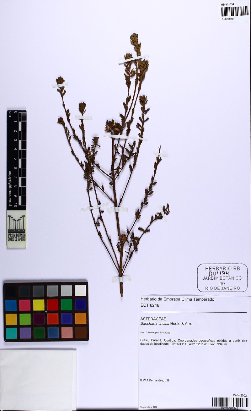 Baccharis incisa photo 6