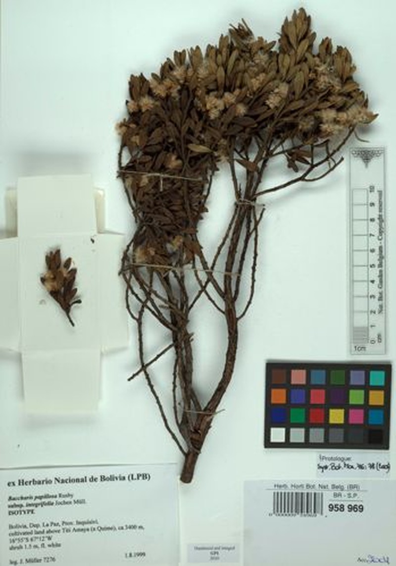 Baccharis integrifolia
