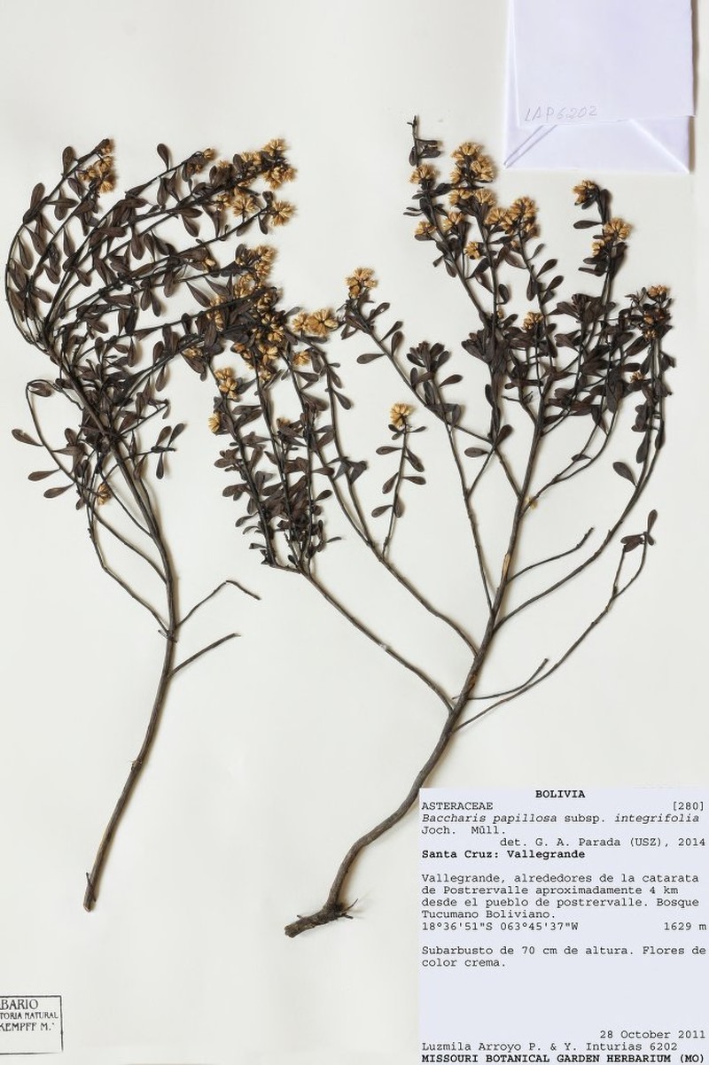 Baccharis integrifolia photo 2