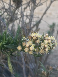 Baccharis intermedia