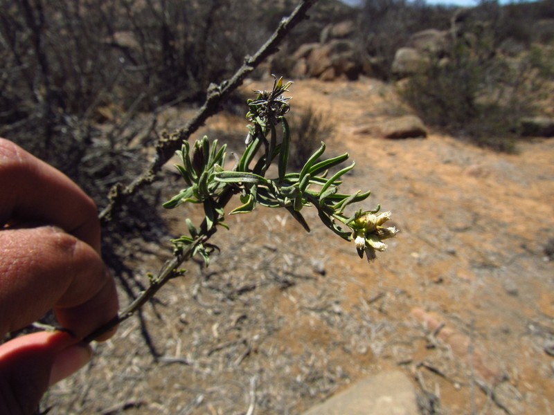 Baccharis intermedia photo 2