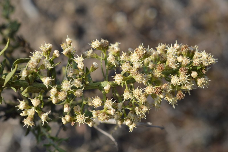 Baccharis intermedia photo 3