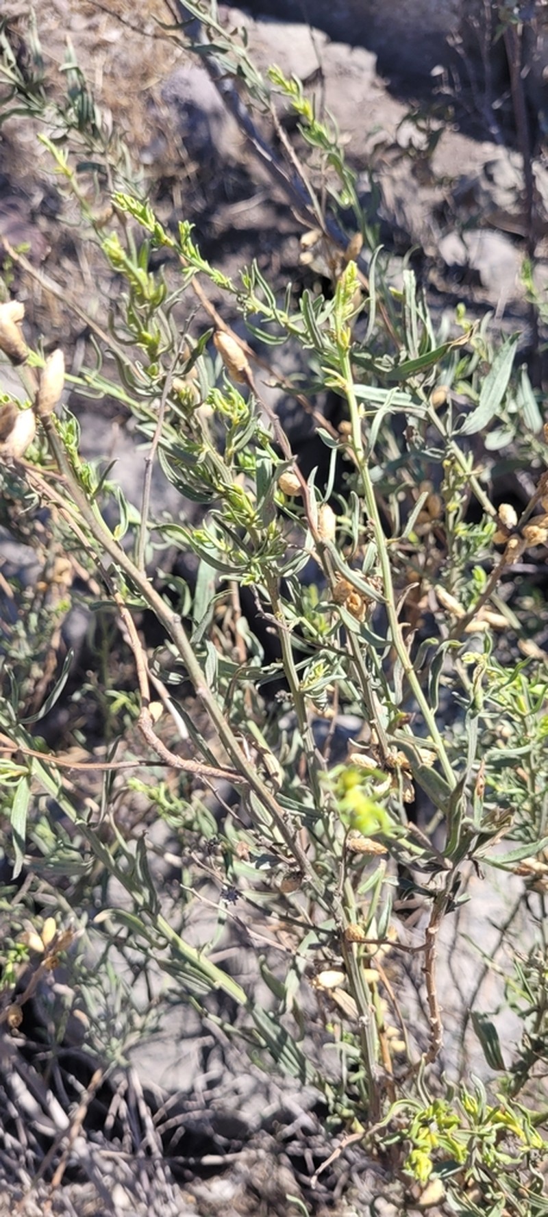 Baccharis intermedia photo 4