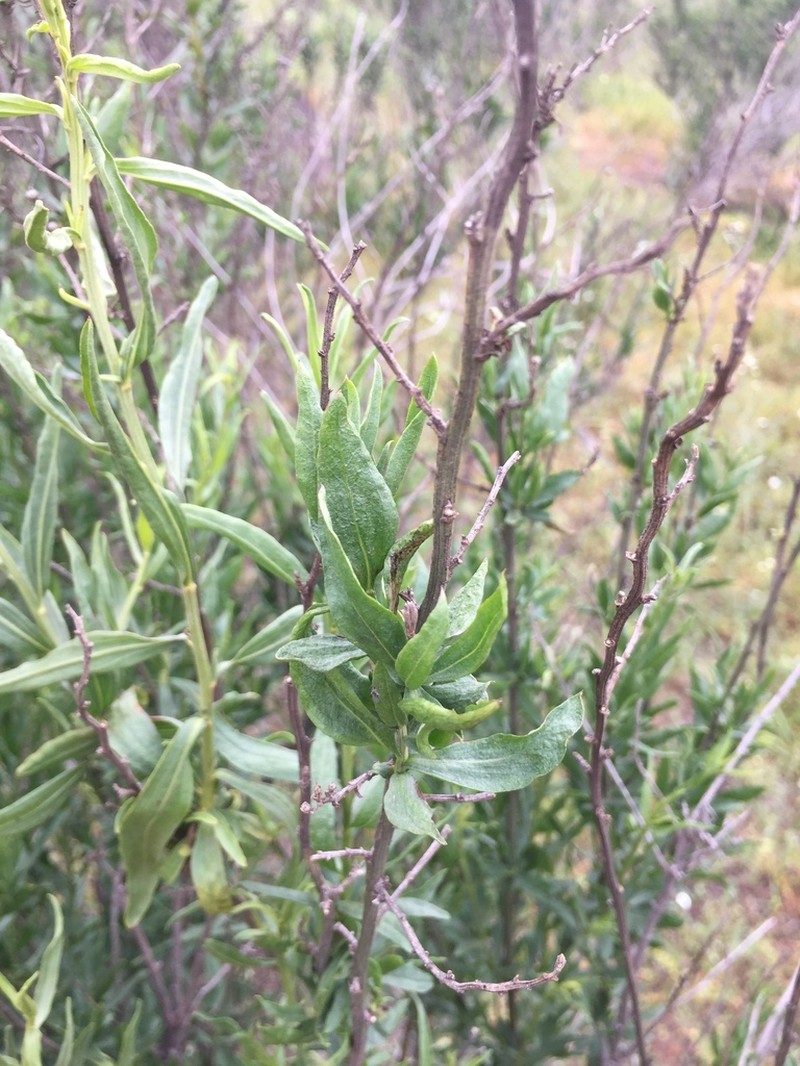 Baccharis intermedia photo 5