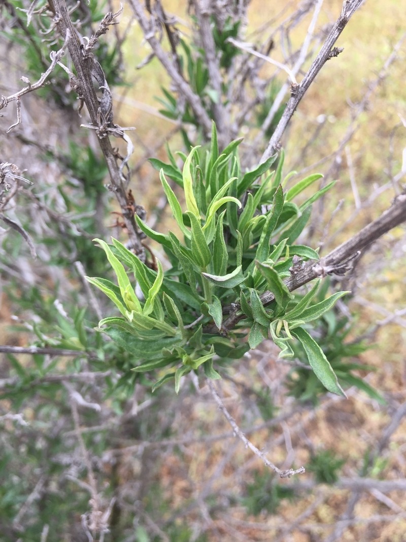 Baccharis intermedia photo 6