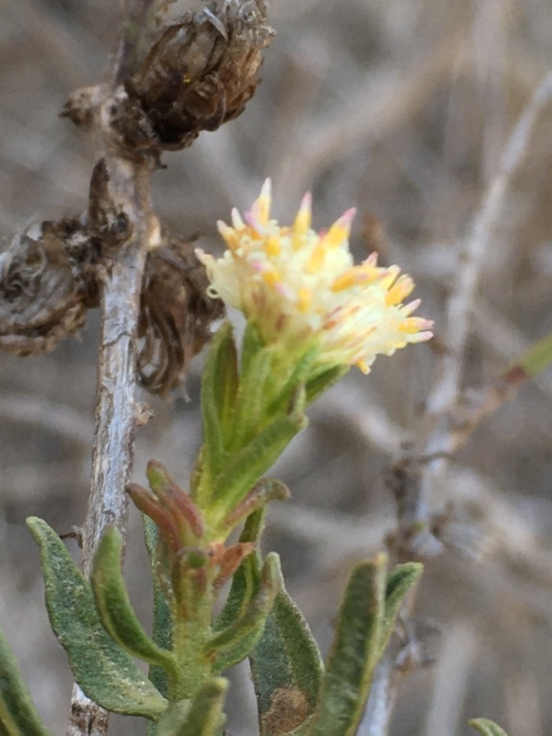 Baccharis intermedia photo 7