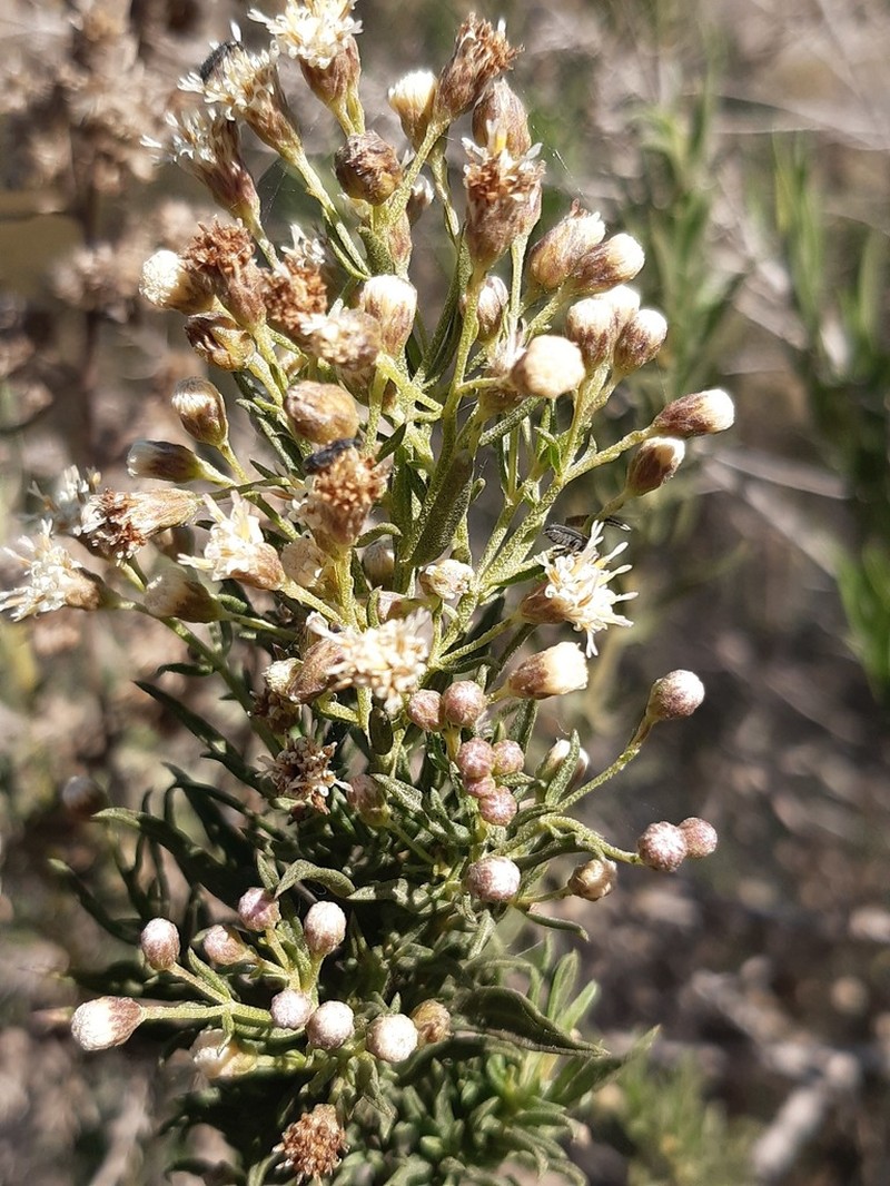 Baccharis intermedia photo 8