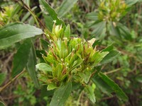 Baccharis intermixta