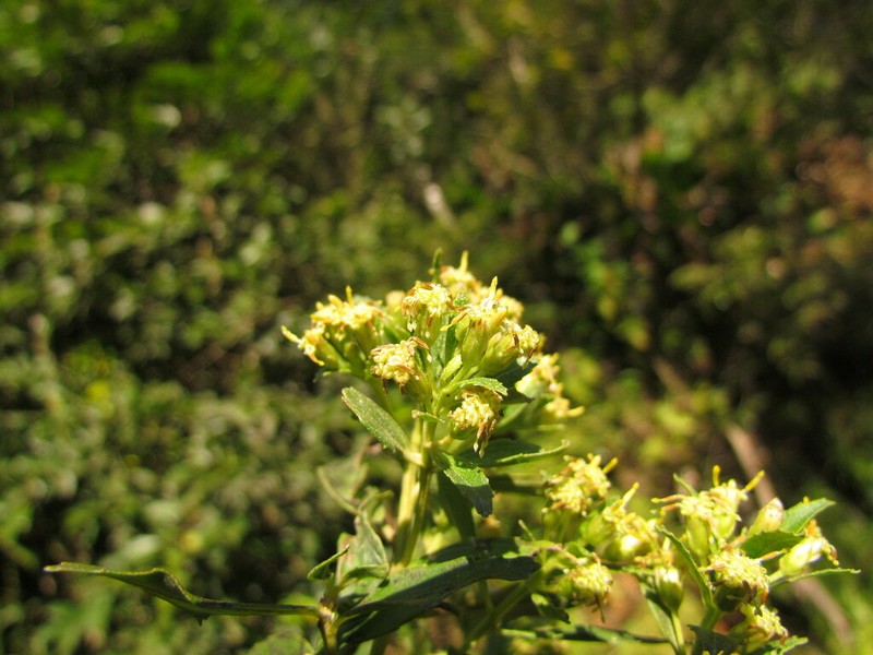 Baccharis intermixta photo 2