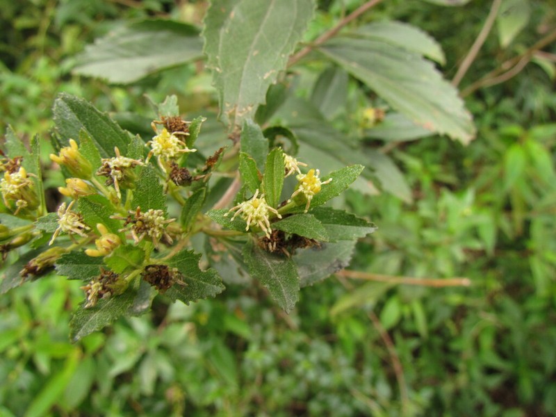 Baccharis intermixta photo 3