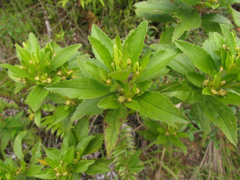 Baccharis intermixta photo 4