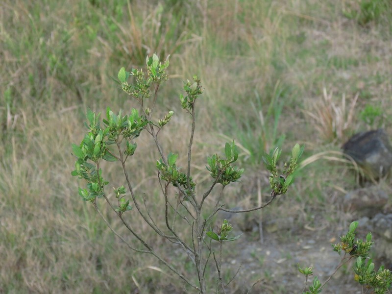 Baccharis intermixta photo 5