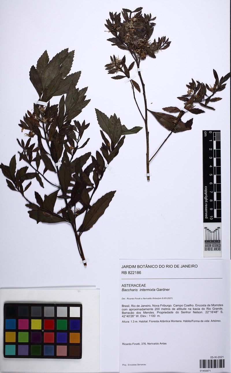 Baccharis intermixta photo 6