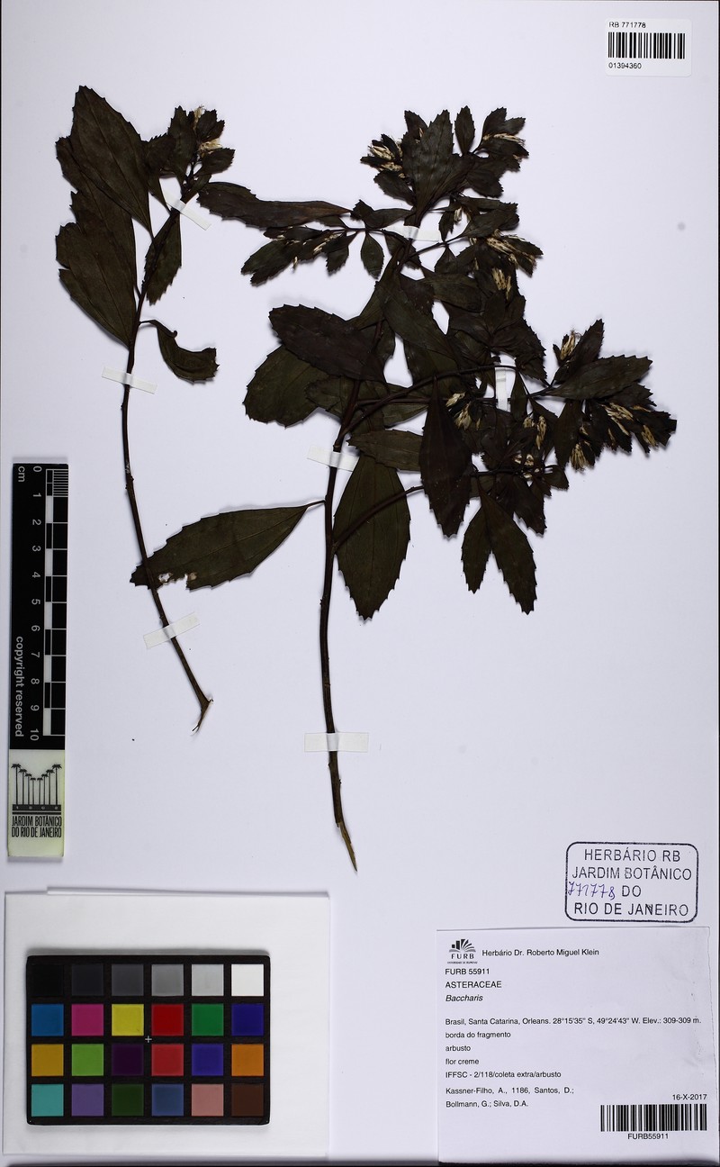 Baccharis intermixta photo 7