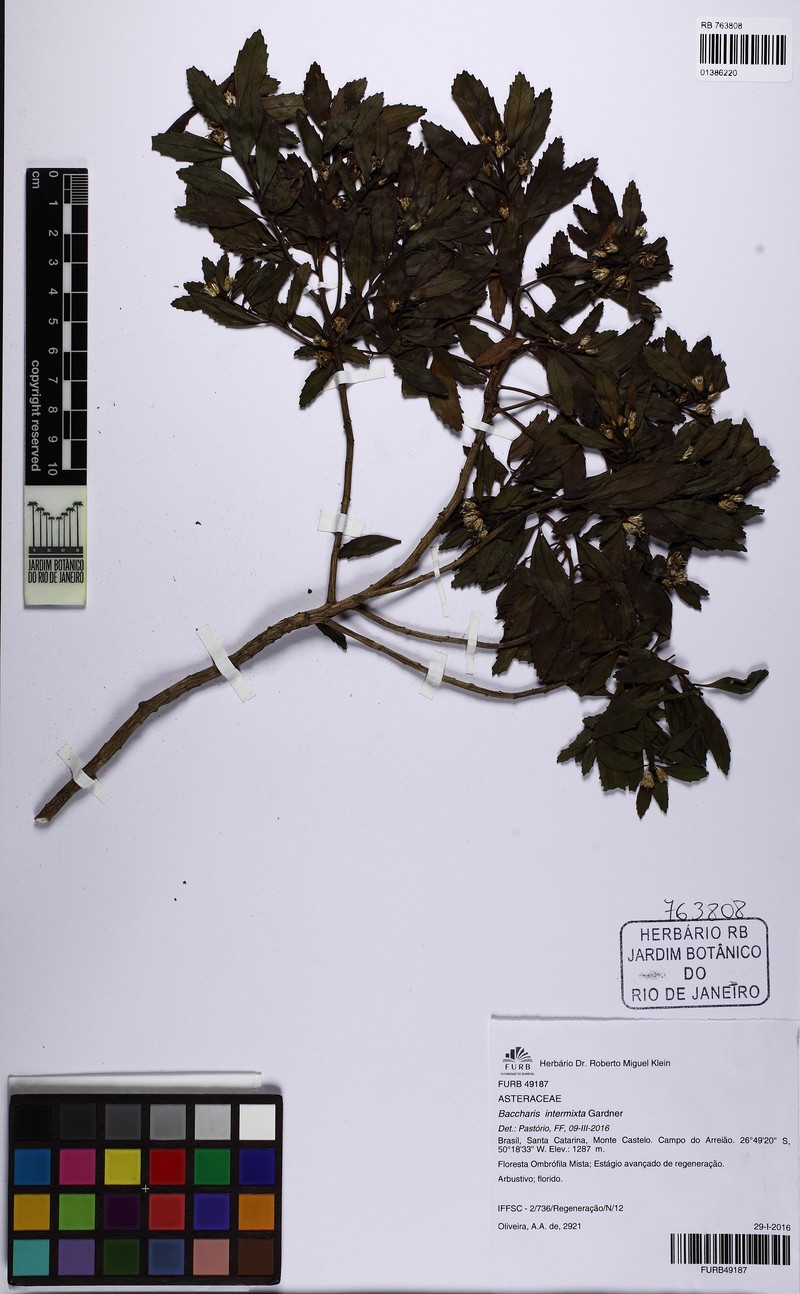 Baccharis intermixta photo 8