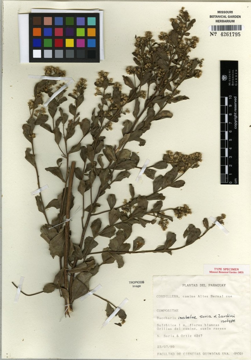 Baccharis isabelae