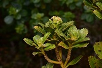 Baccharis itatiaiae