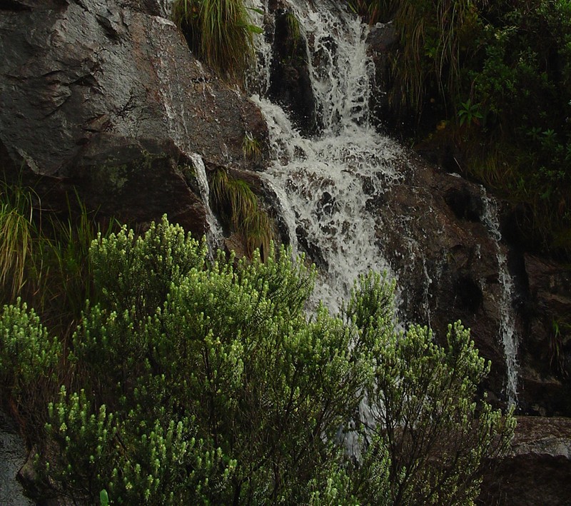 Baccharis itatiaiae photo 2