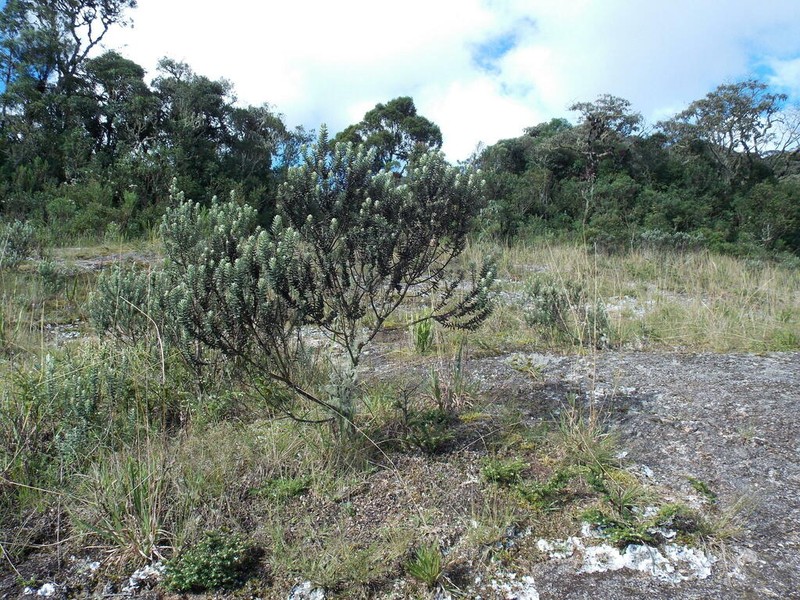 Baccharis itatiaiae photo 3