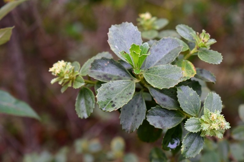 Baccharis itatiaiae photo 4