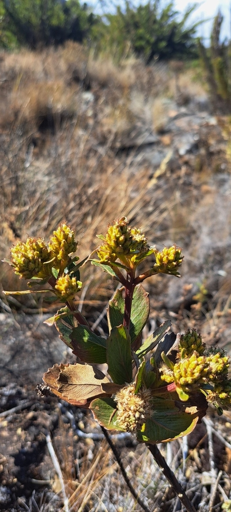 Baccharis itatiaiae photo 5