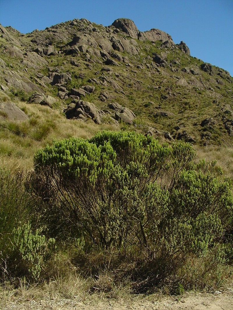 Baccharis itatiaiae photo 6