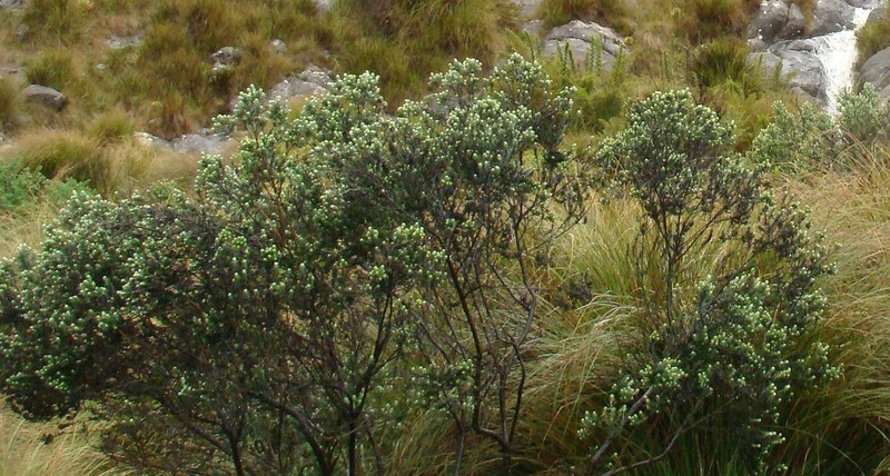 Baccharis itatiaiae photo 7