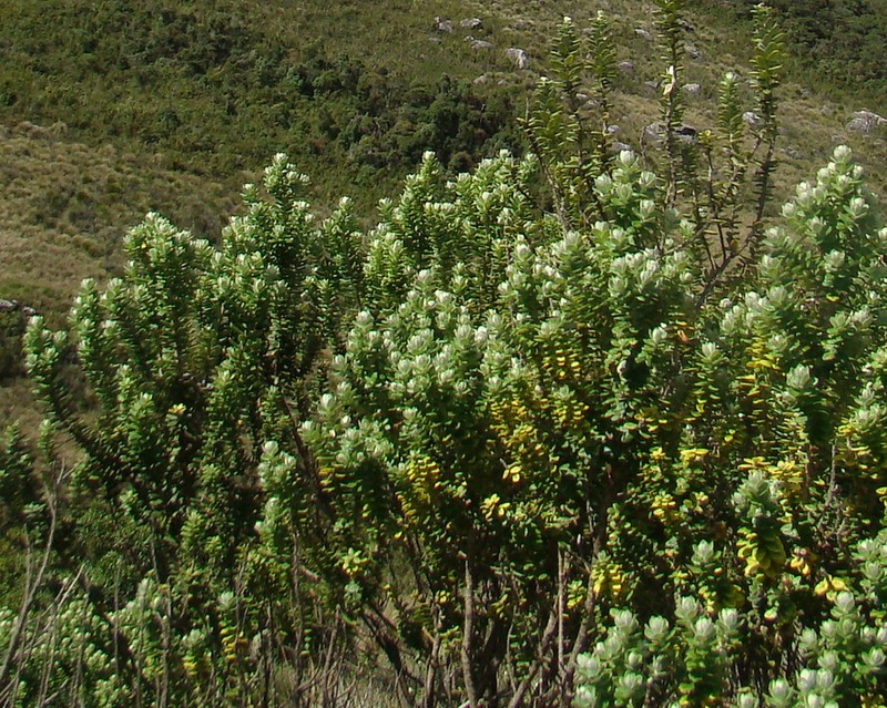 Baccharis itatiaiae photo 8