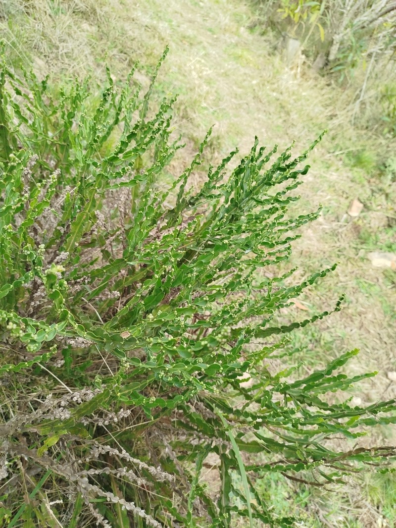 Baccharis jocheniana photo 3