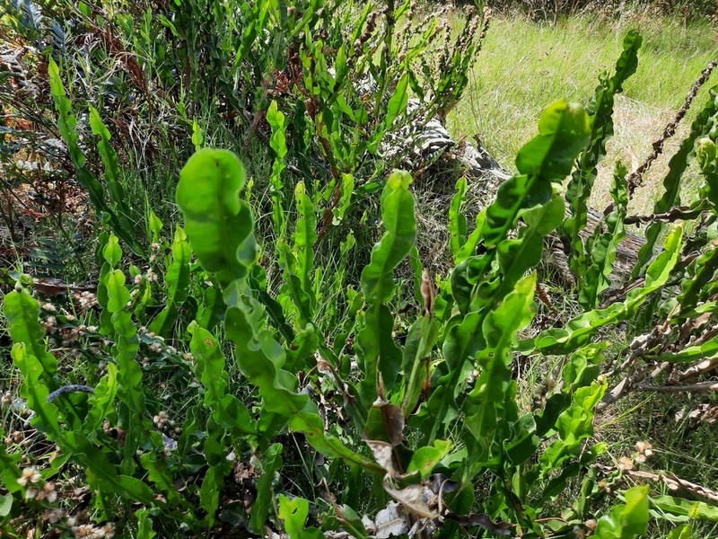 Baccharis jocheniana photo 5