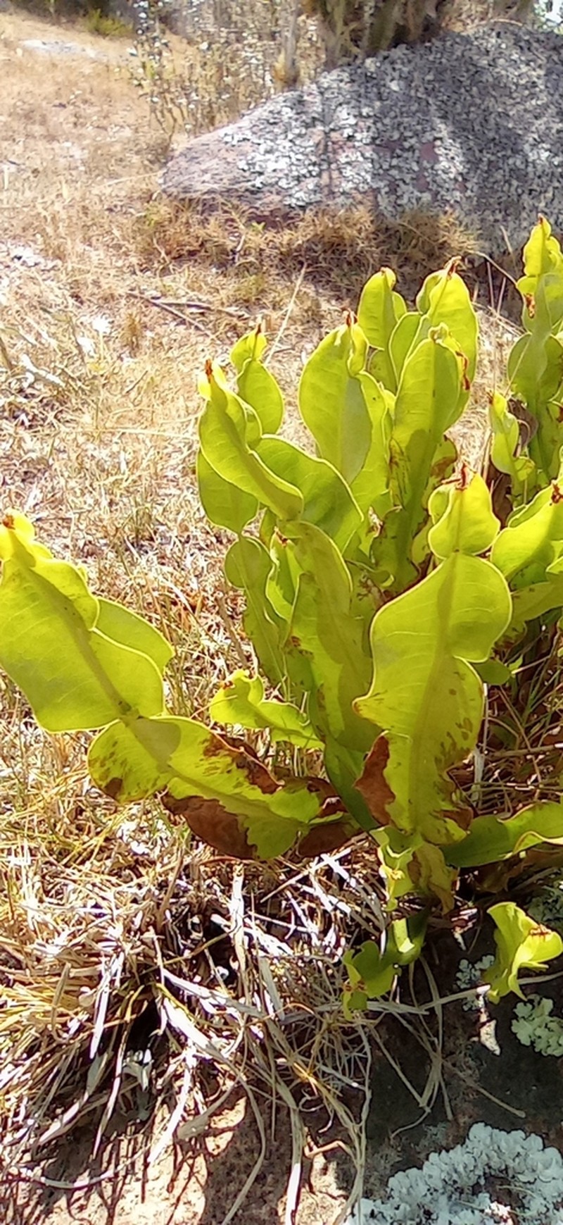 Baccharis jocheniana photo 7