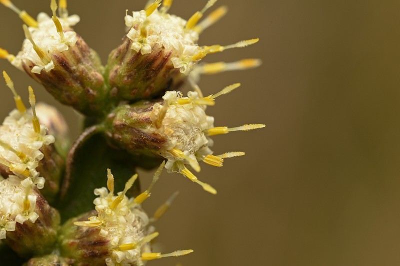 Baccharis jocheniana photo 8