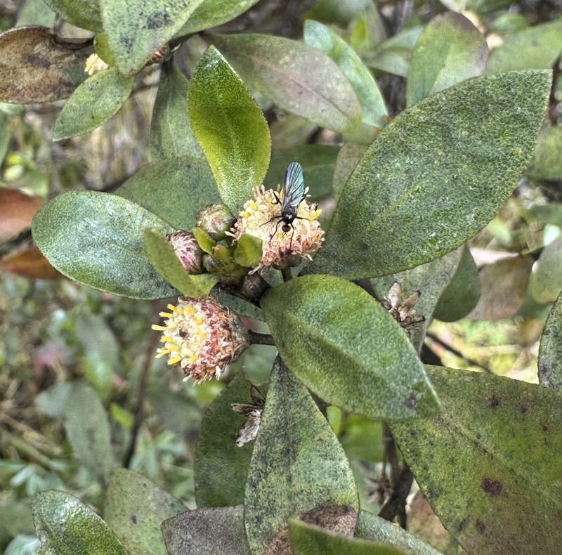 Baccharis johnwurdackiana