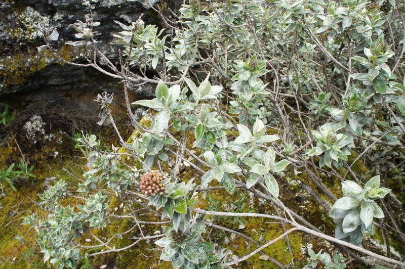 Baccharis johnwurdackiana photo 2