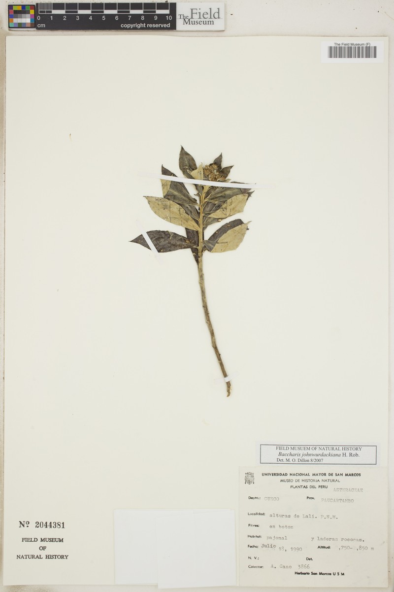 Baccharis johnwurdackiana photo 4