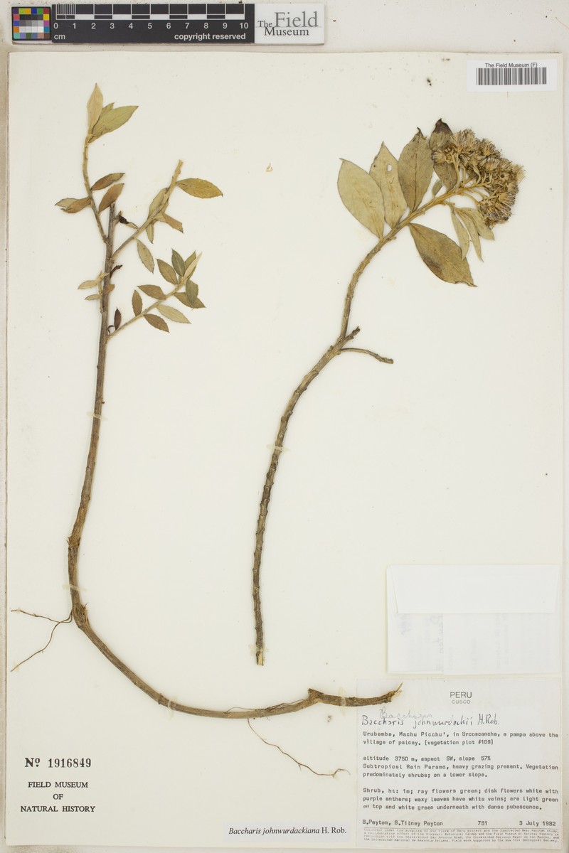 Baccharis johnwurdackiana photo 6