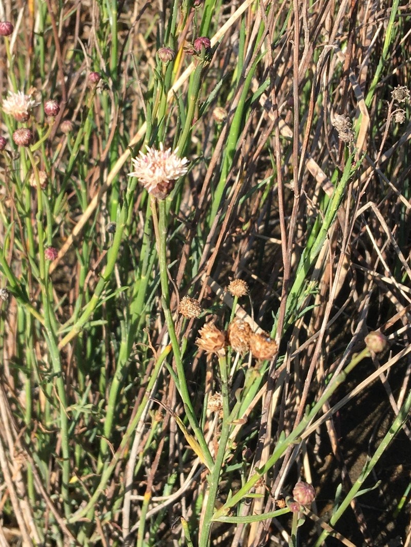 Baccharis juncea photo 2