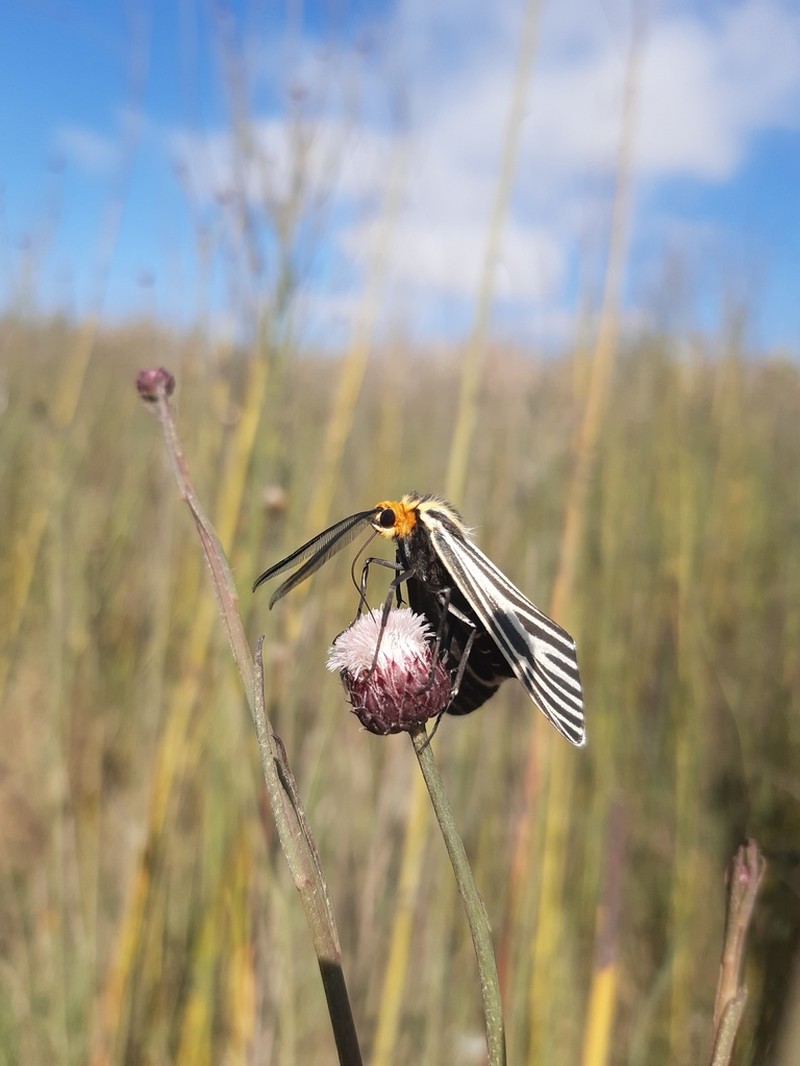 Baccharis juncea photo 3
