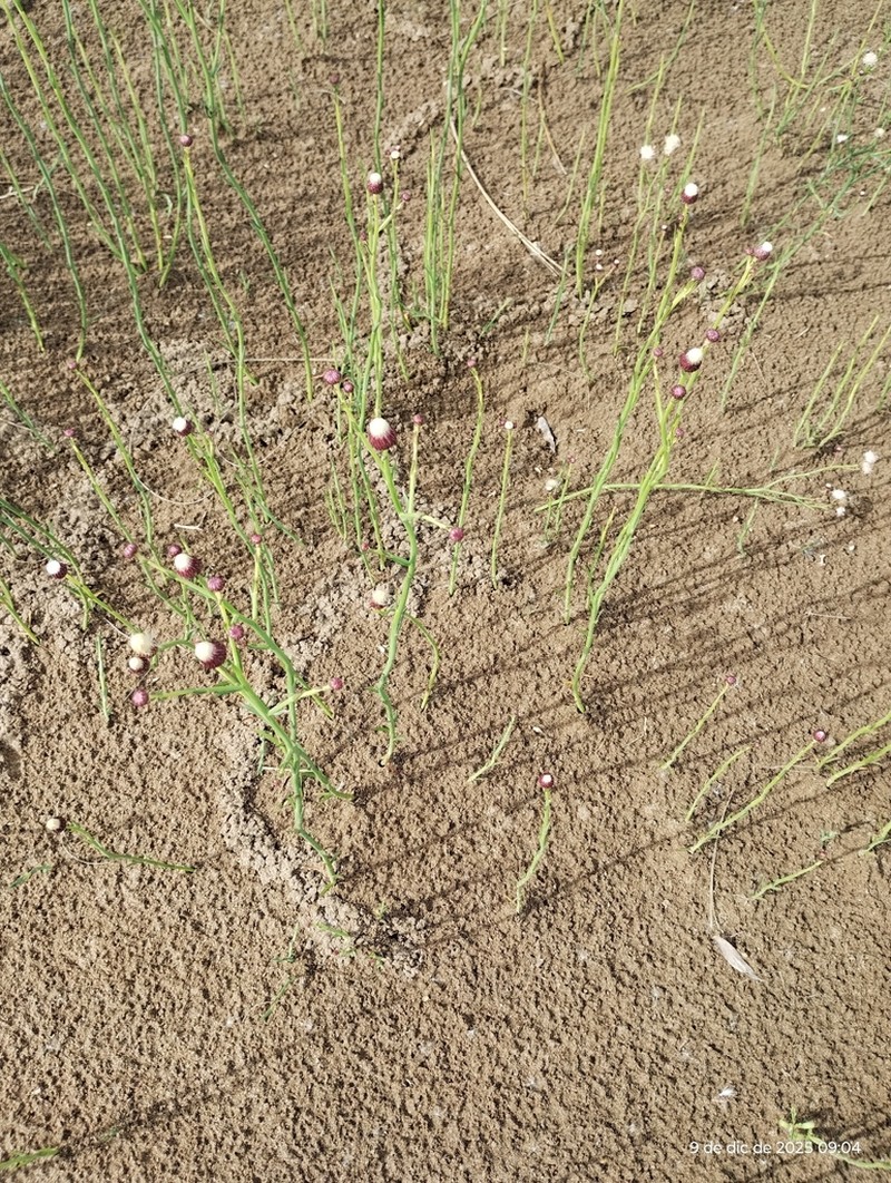 Baccharis juncea photo 4