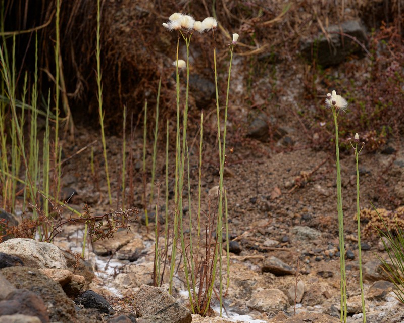 Baccharis juncea photo 5