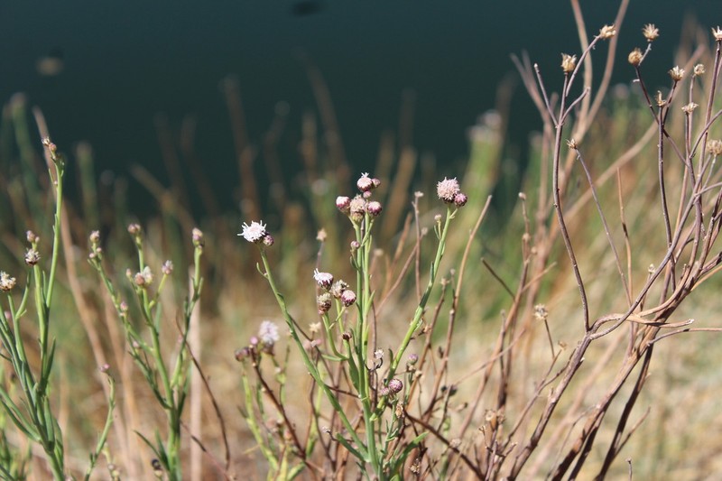 Baccharis juncea photo 6