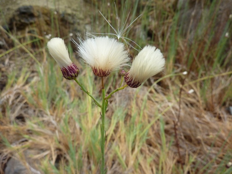 Baccharis juncea photo 7