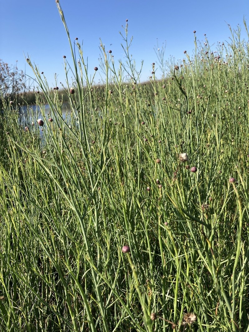 Baccharis juncea photo 8