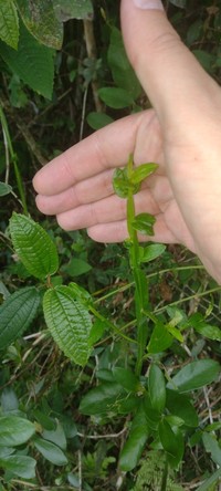 Baccharis junciformis
