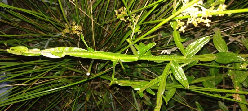 Baccharis junciformis photo 2