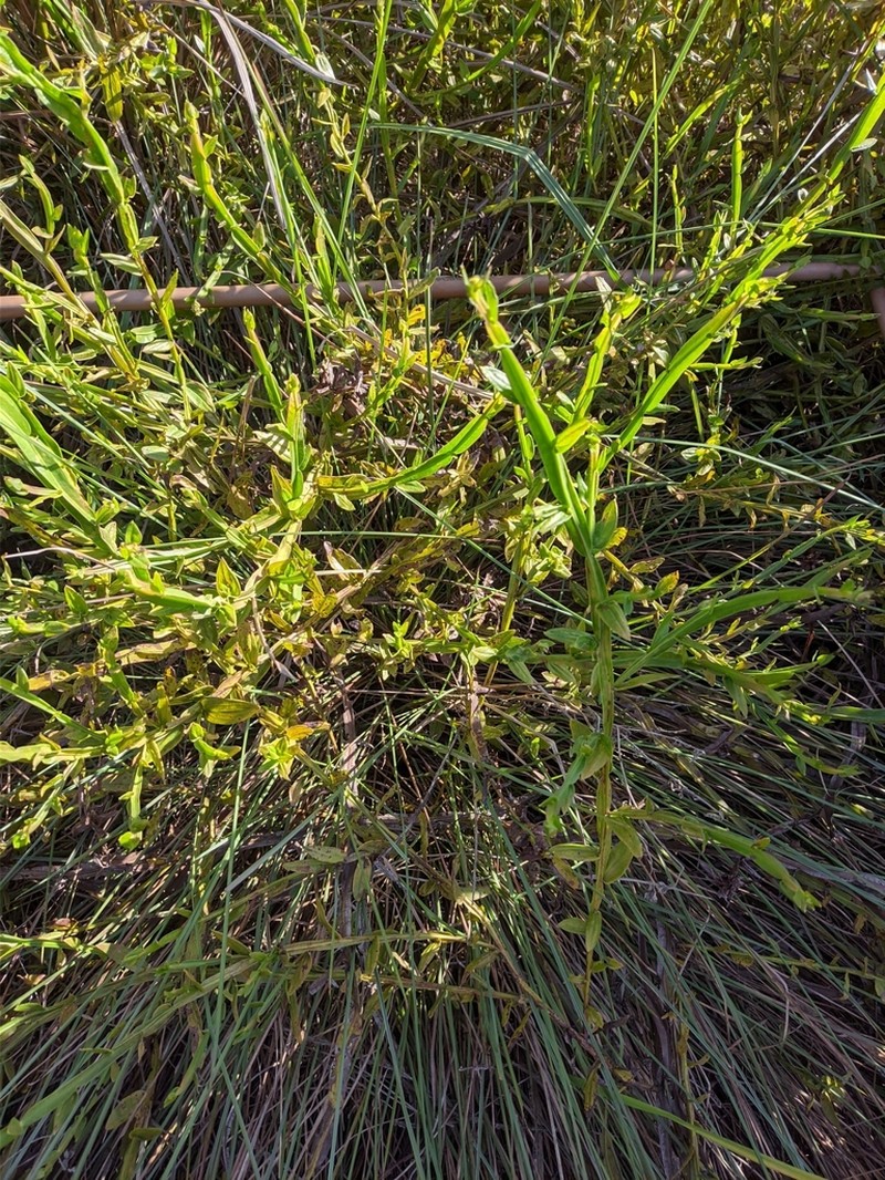 Baccharis junciformis photo 3